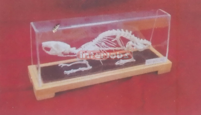 RAT SKELETON